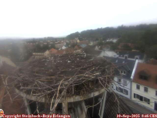Steinbachbräu Storchencam