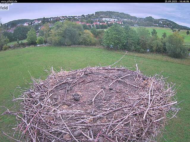 Storchencam Alfelder Leinewiesen