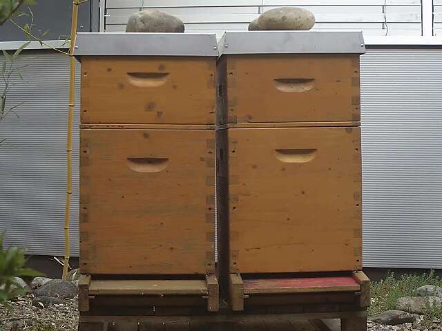 Bienenstock-Webcam | Nachhaltigkeit bei Vögeli AG