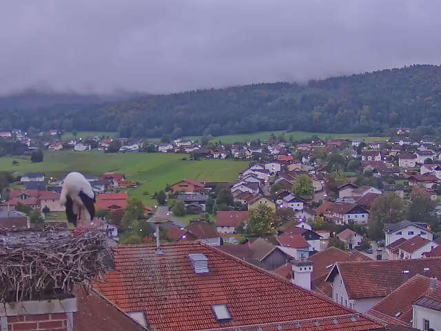 Storchennest - Neukirchen b. Hl. Blut
