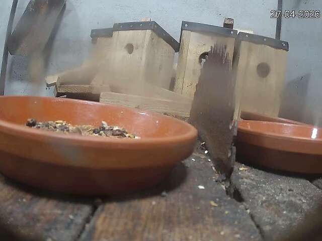 Gartenschläfer Webcam vom Tierpark Nordhorn