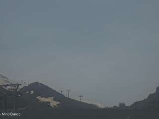 Mirlo Blanco